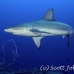 shark_galapagos_pm_ci_h_0002_cos2869.jpg